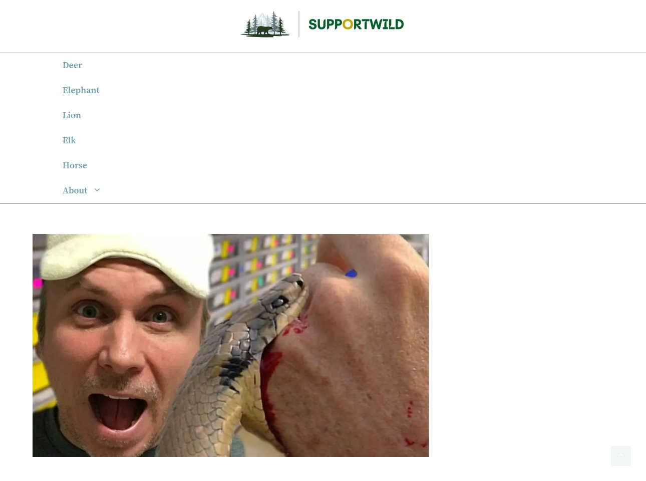 supportwild.com screenshot alt-text