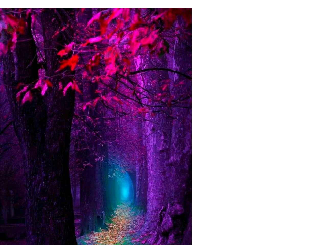 thecoviddiaries.life screenshot alt-text